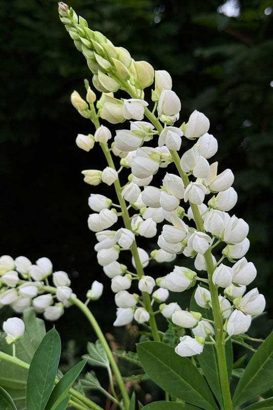 Lupin 'Russel Noblemaiden' - frø