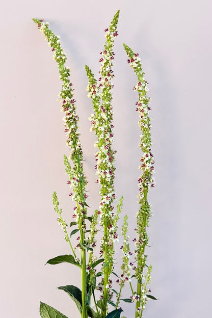 Kongelys ‘Album’