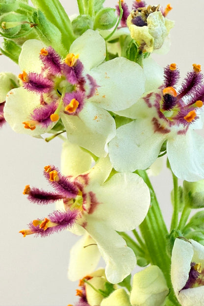 Kongelys ‘Album’