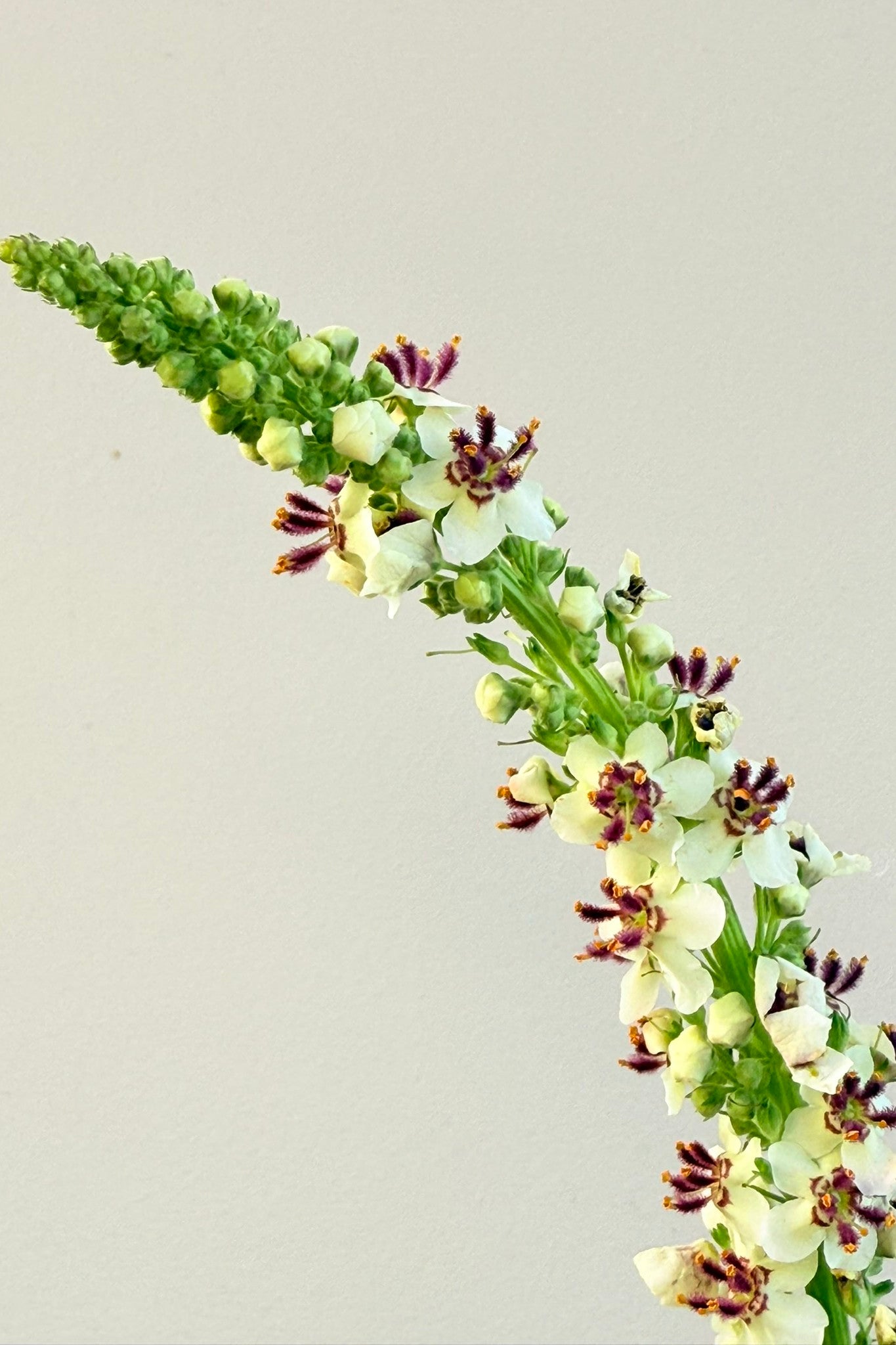 Kongelys ‘Album’