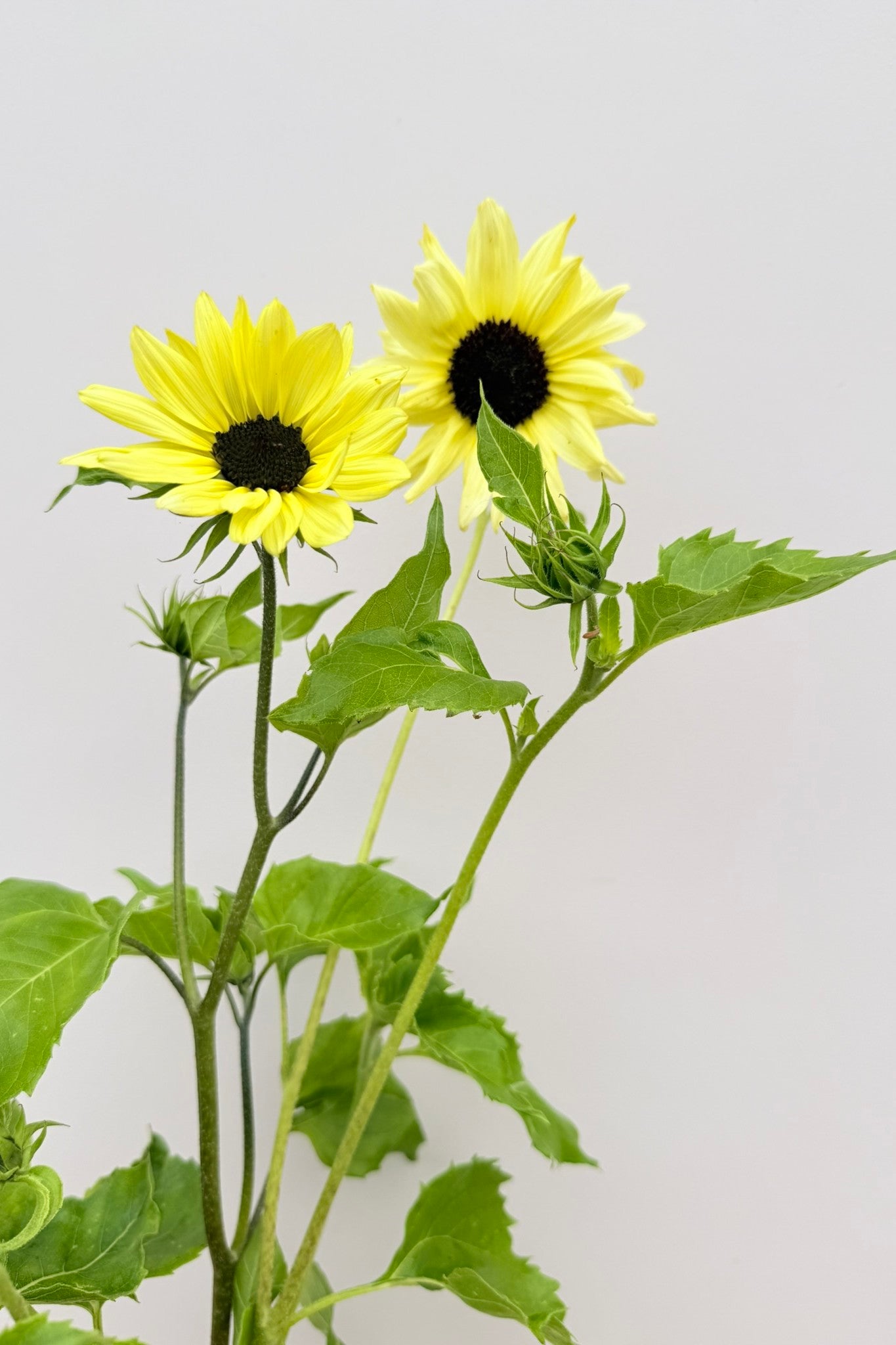 Solsikke ‘Italien White’