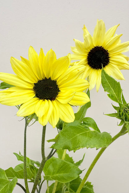 Solsikke ‘Italien White’