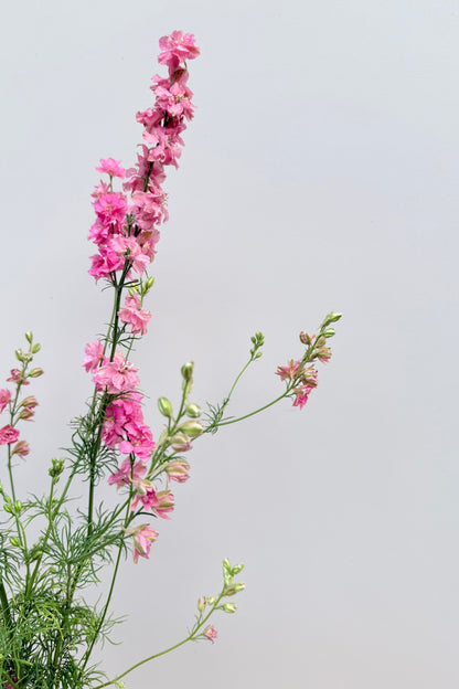 Sommerridderspore ‘Qis Rose’