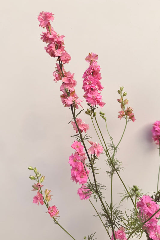 Sommerridderspore ‘Qis Rose’