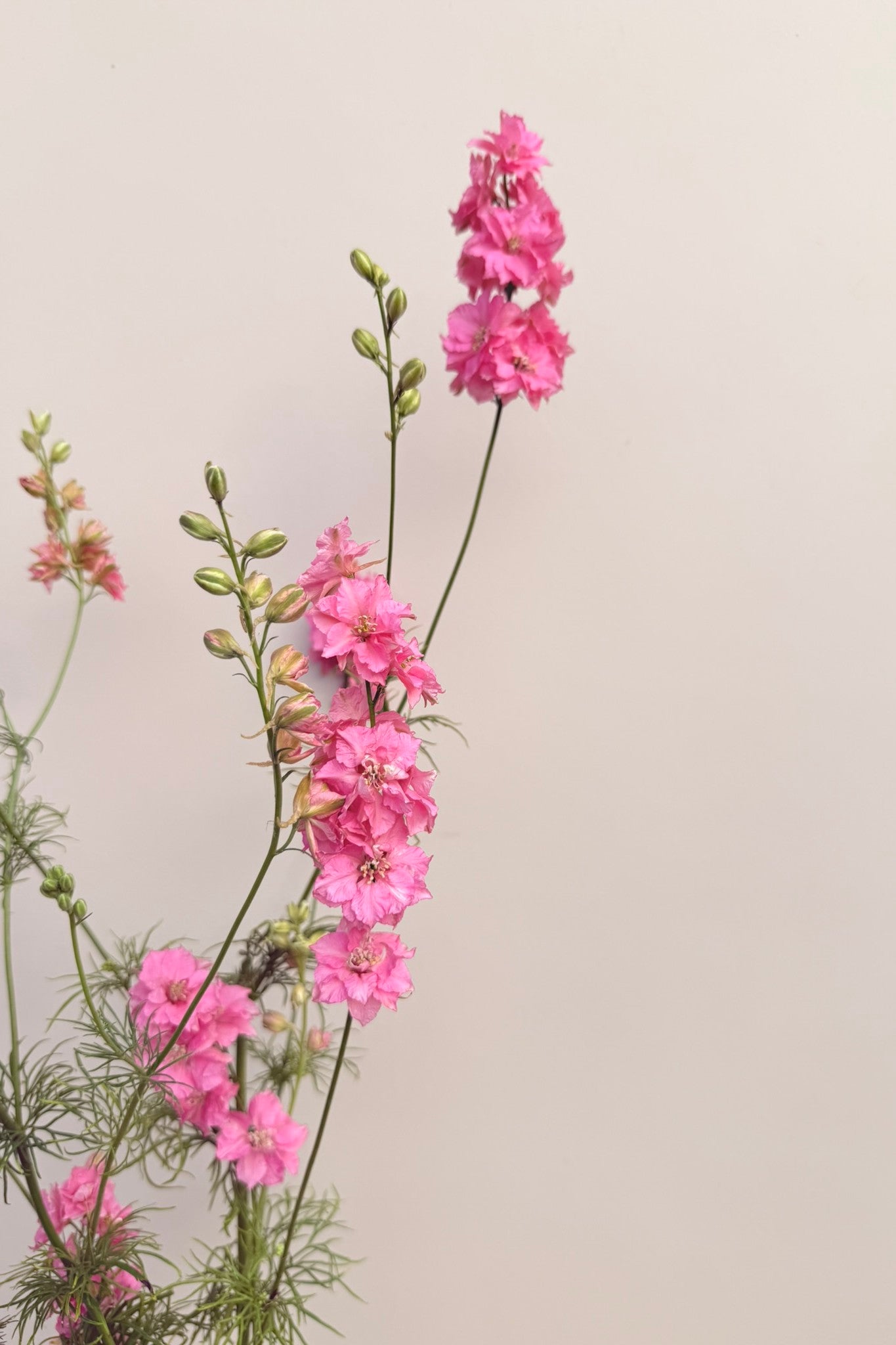 Sommerridderspore ‘Qis Rose’