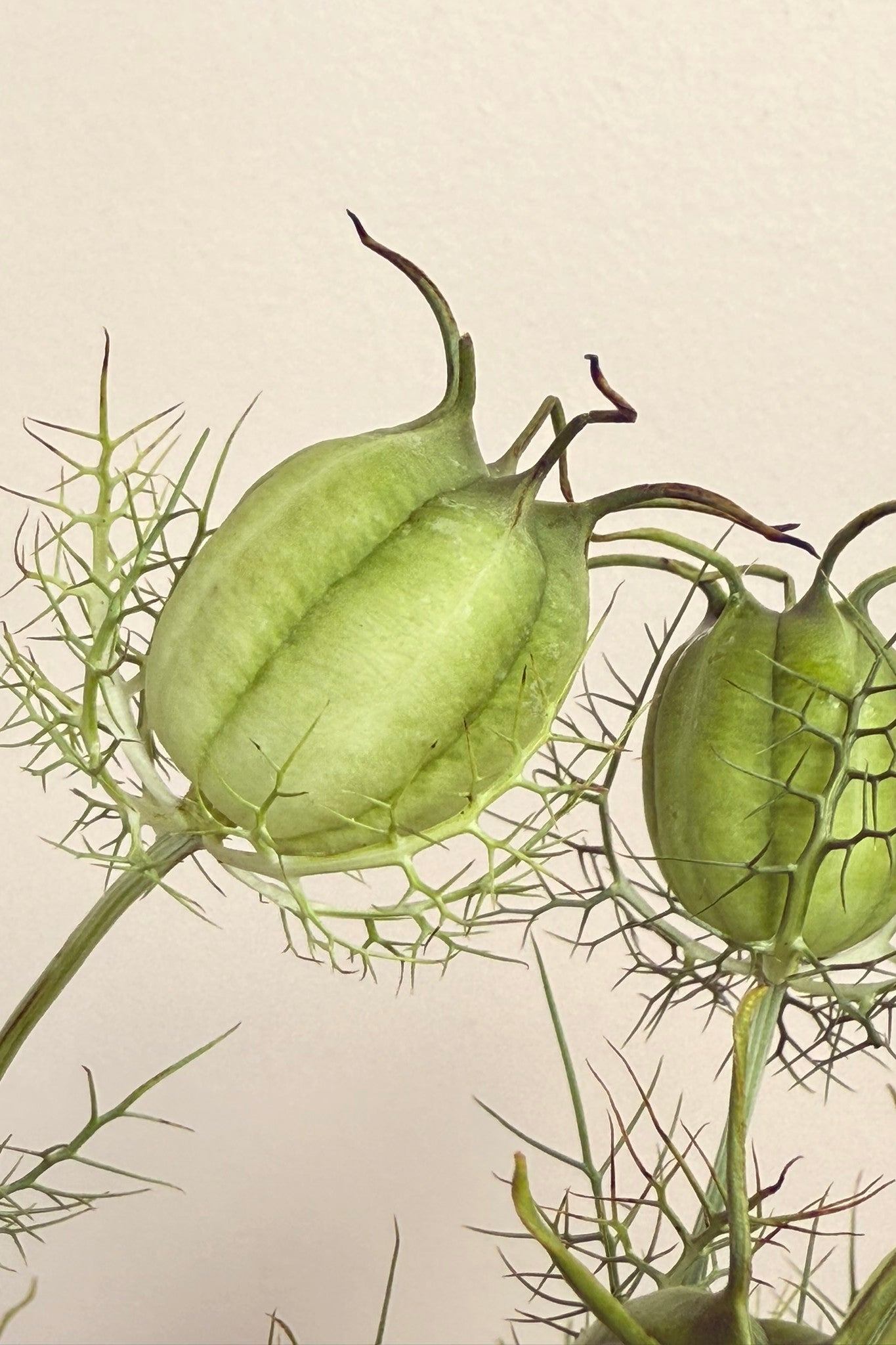 Jomfru i det grønne 'Albion Green Pod'