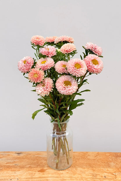 Sommerasters ‘Matsumoto Apricot’