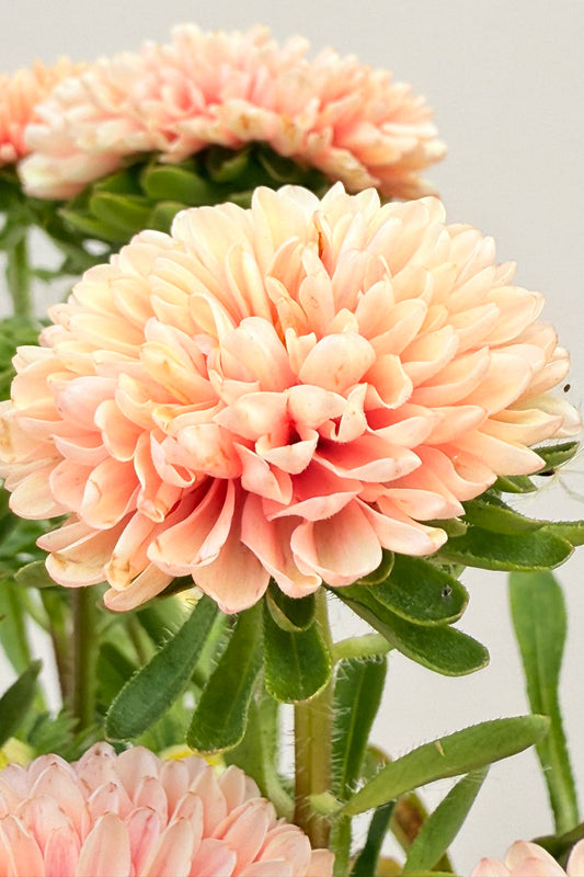 Sommerasters ‘Matsumoto Apricot’