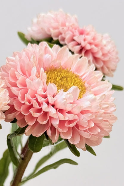 Sommerasters ‘Matsumoto Apricot’