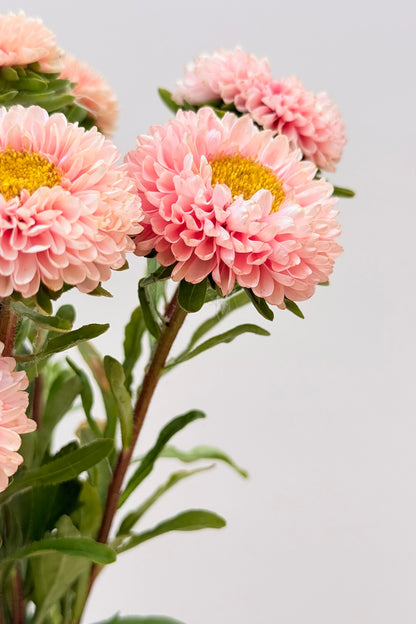 Sommerasters ‘Matsumoto Apricot’