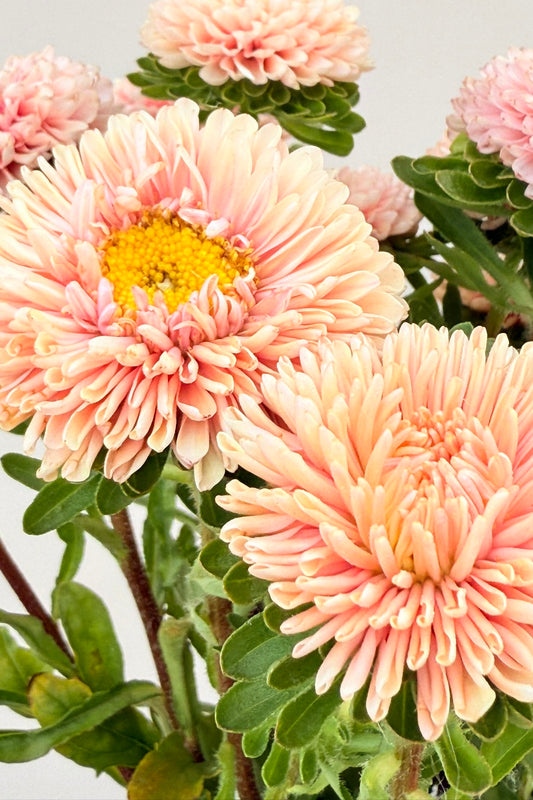 Sommerasters ‘Matsumoto Apricot’