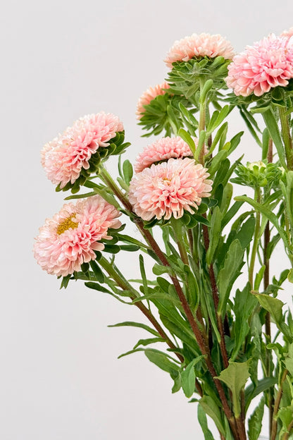 Sommerasters ‘Matsumoto Apricot’