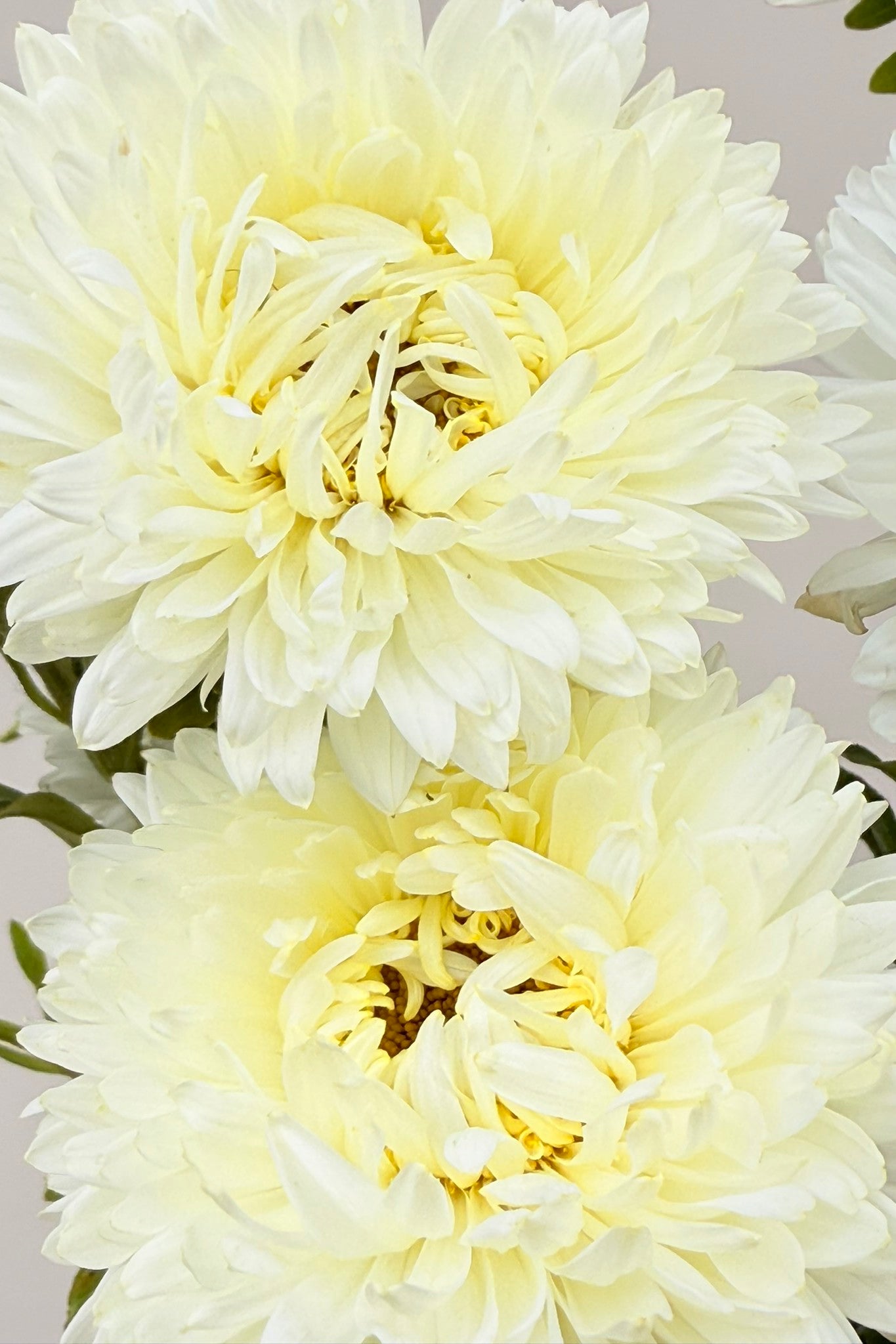 Sommerasters ‘King Size White’