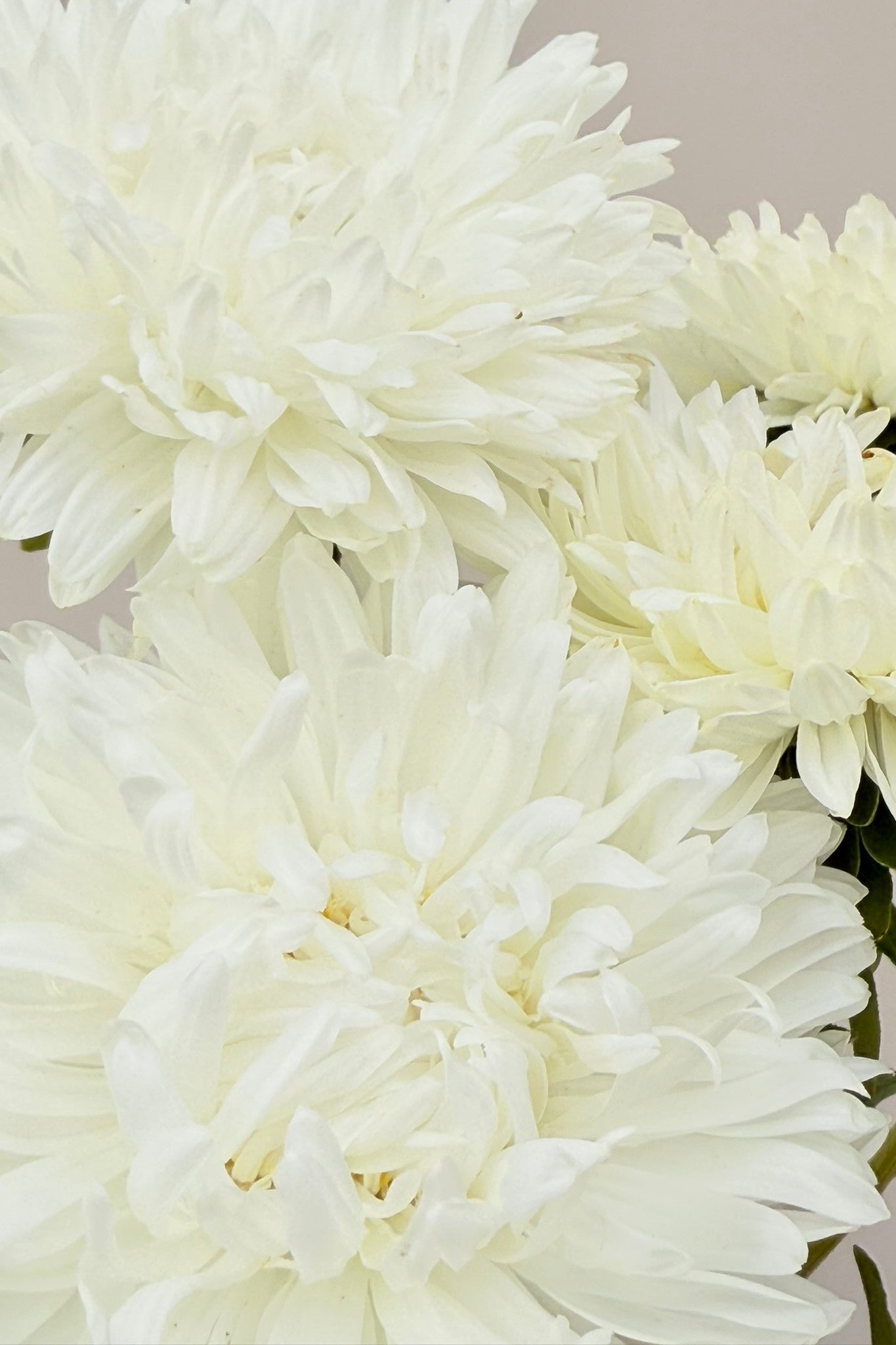 Sommerasters ‘King Size White’