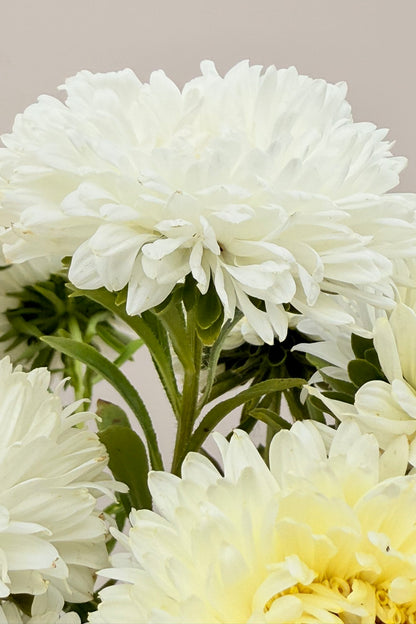 Sommerasters ‘King Size White’