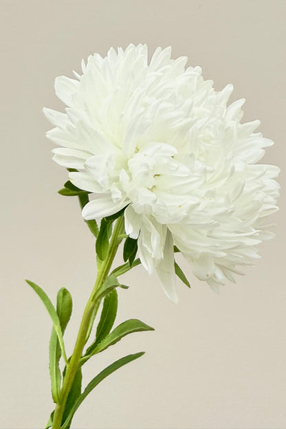 Sommerasters ‘King Size White’