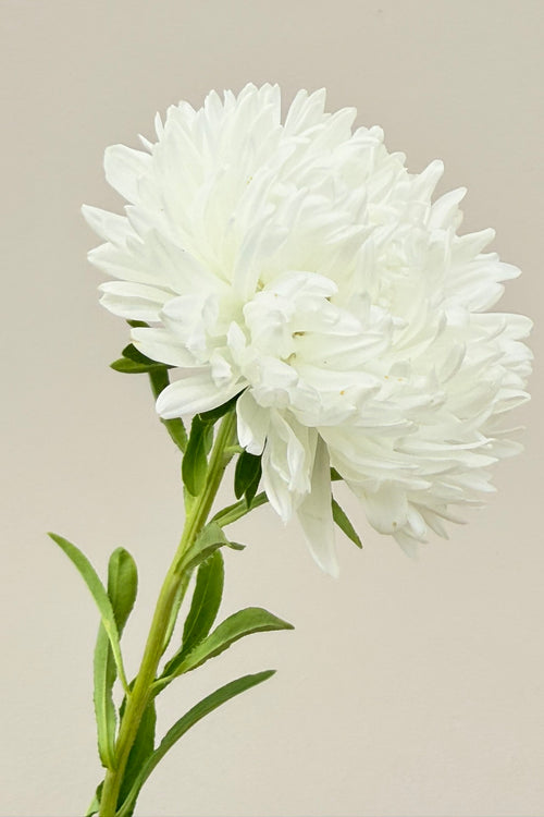 Sommerasters ‘King Size White’