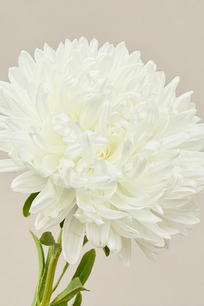 Sommerasters ‘King Size White’