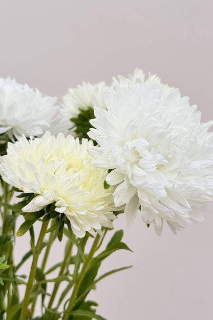 Sommerasters ‘King Size White’