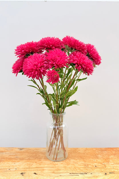 Sommerasters ‘King Size Red’