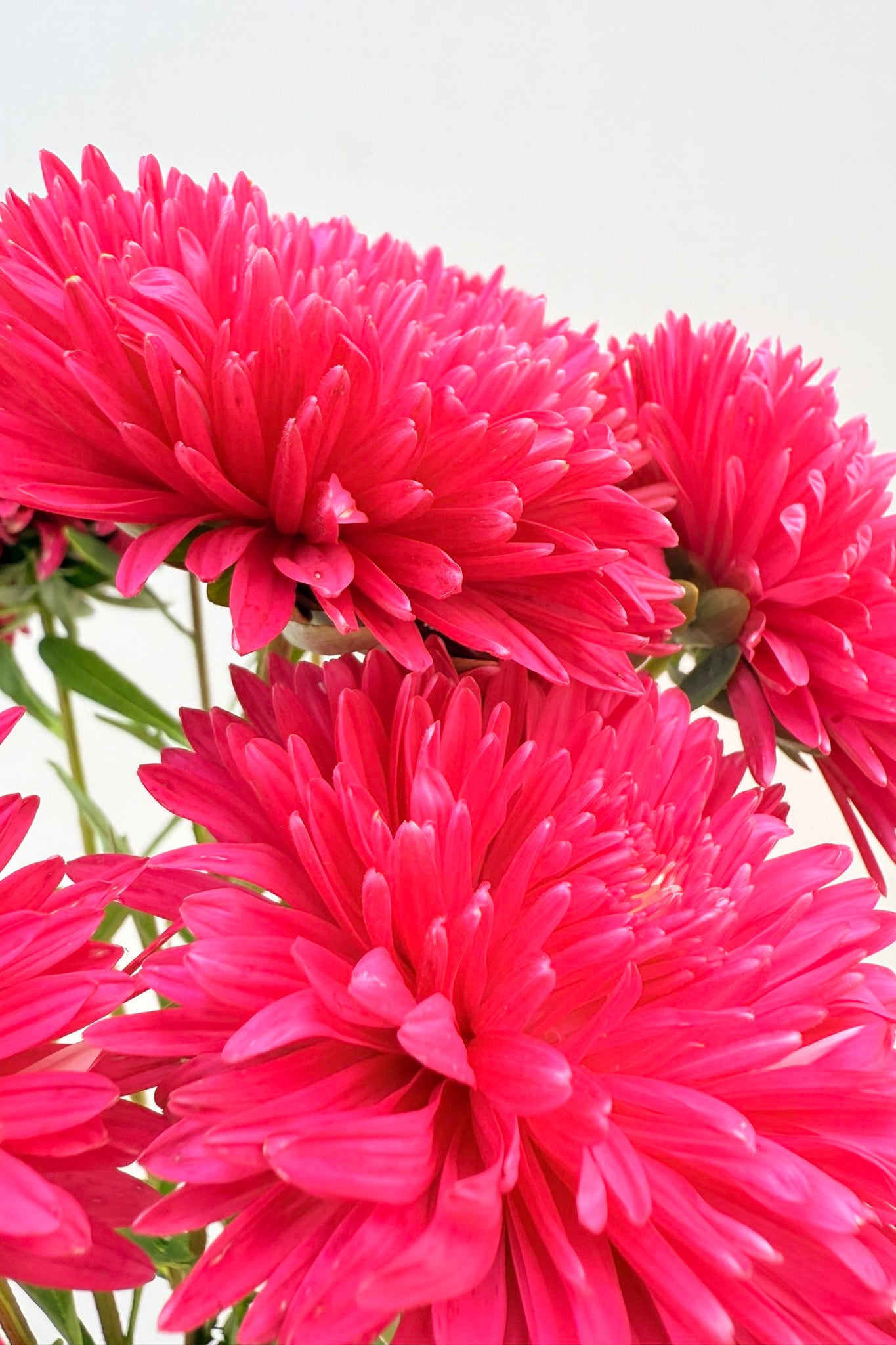 Sommerasters ‘King Size Red’