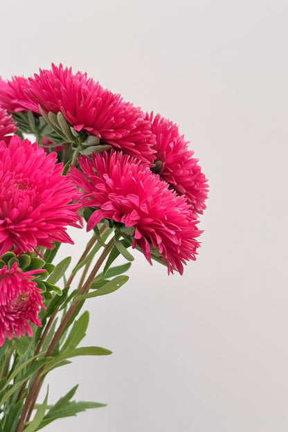 Sommerasters ‘King Size Red’