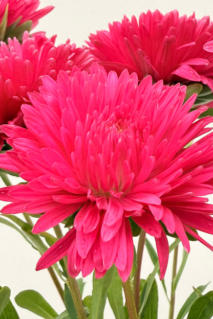 Sommerasters ‘King Size Red’