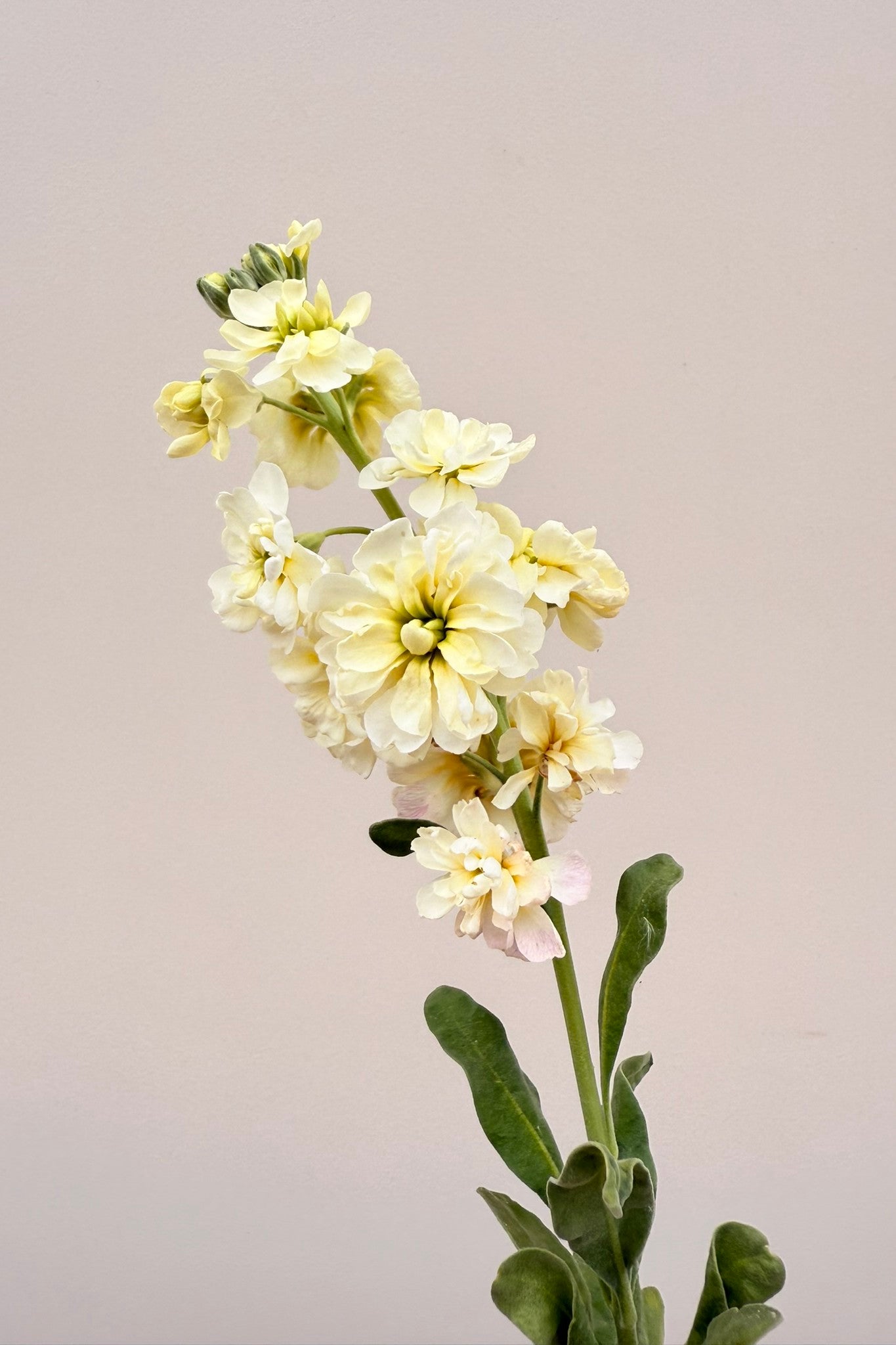 Levkøj ‘Anytime Yellow’