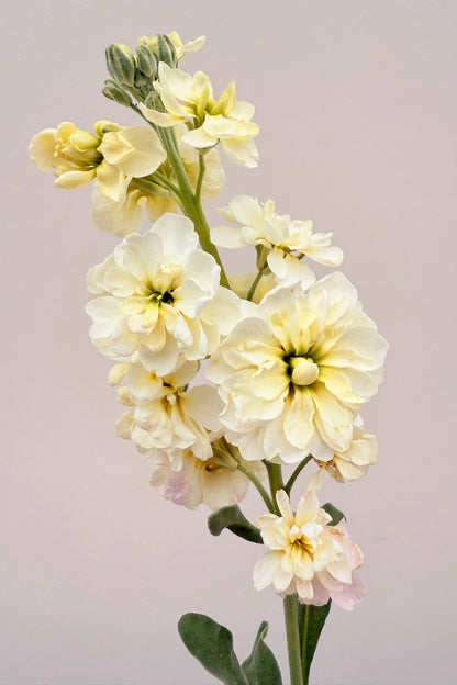 Levkøj ‘Anytime Yellow’