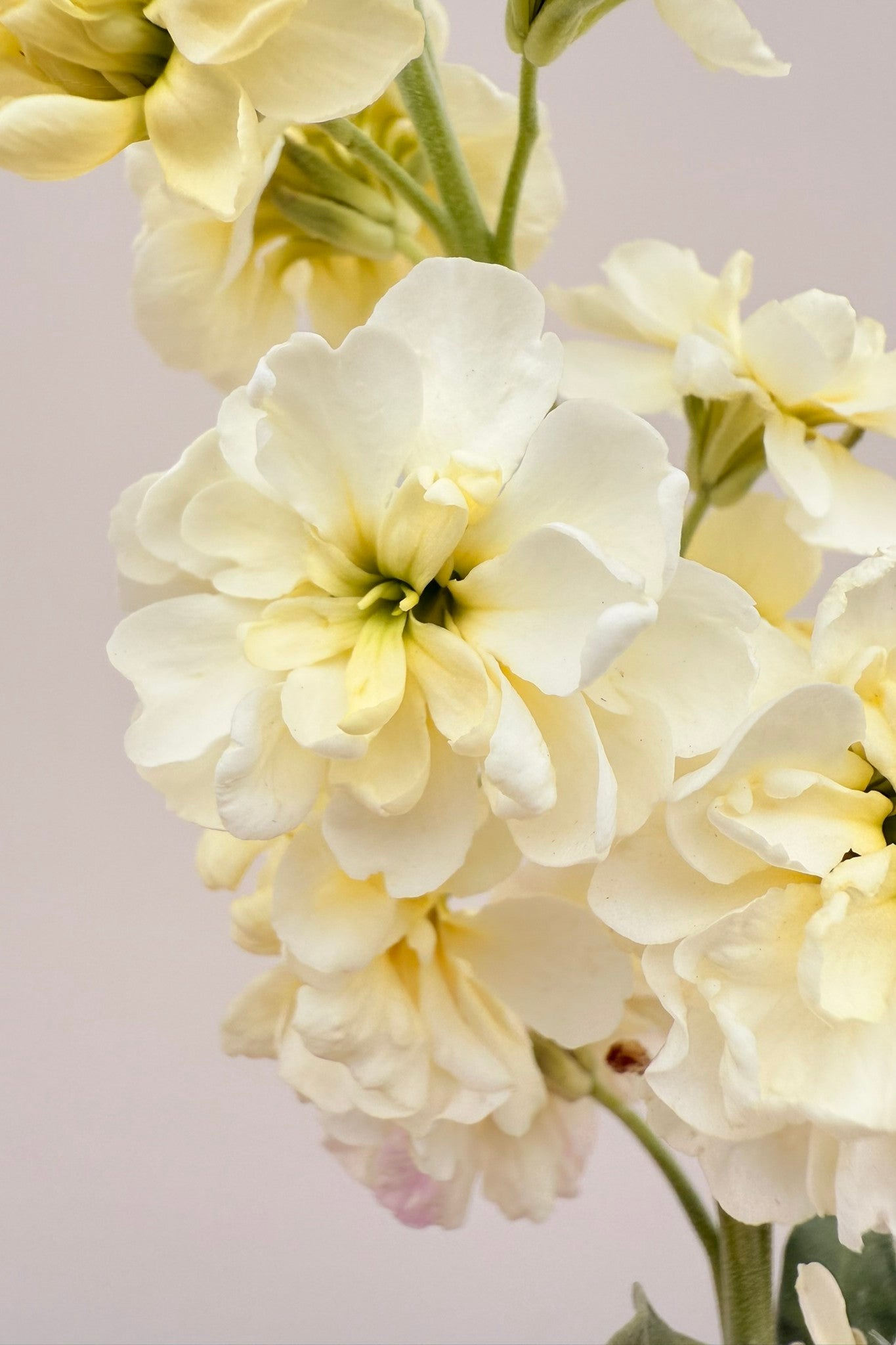 Levkøj ‘Anytime Yellow’