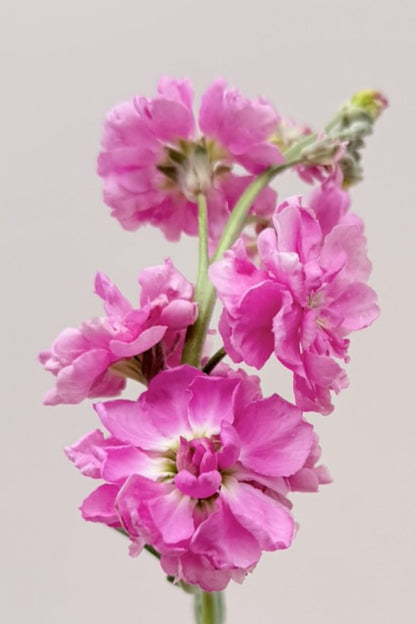 Levkøj 'Katz Pink'
