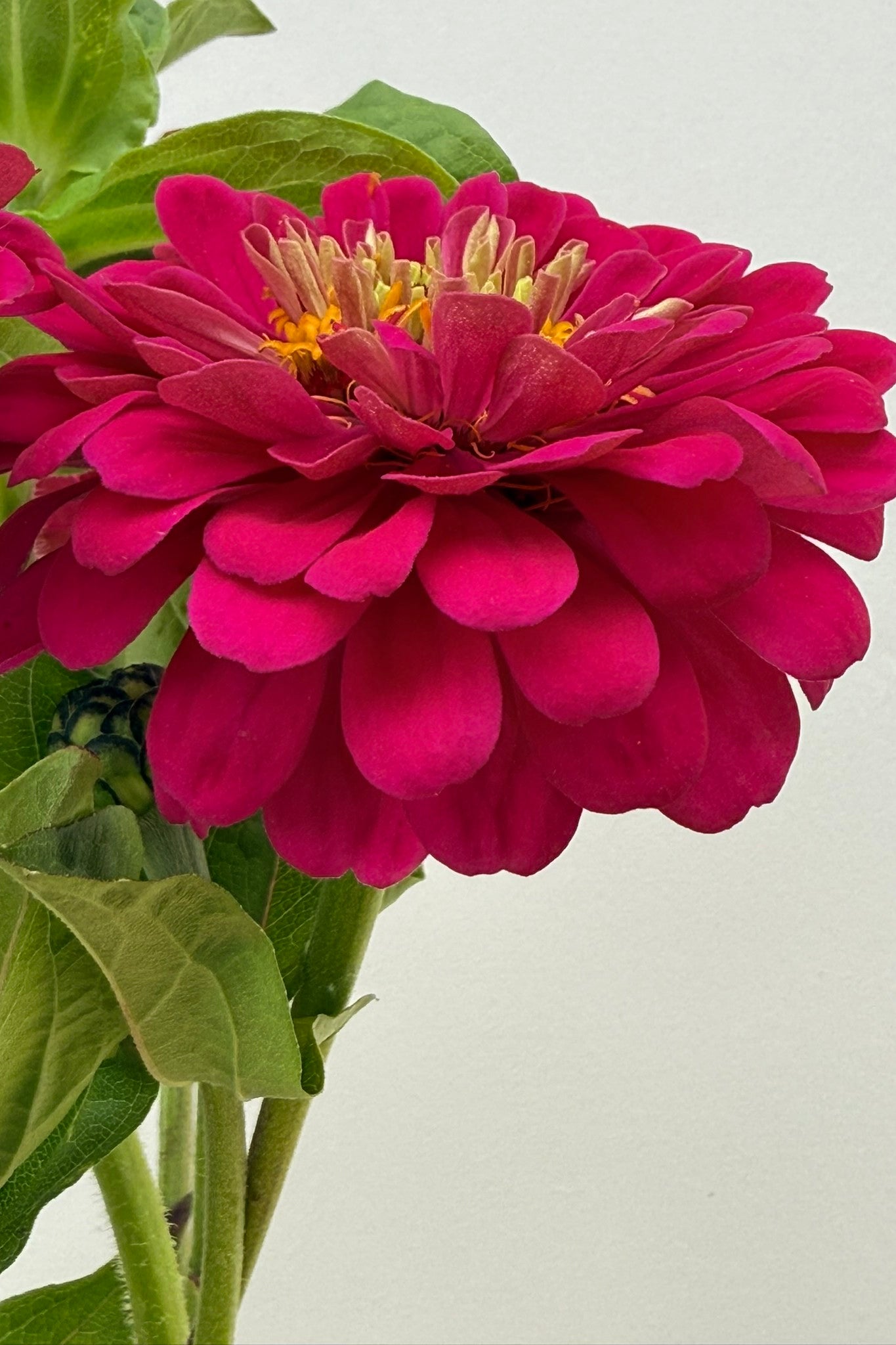 Frøkenhat 'Benary’s Giant Wine'