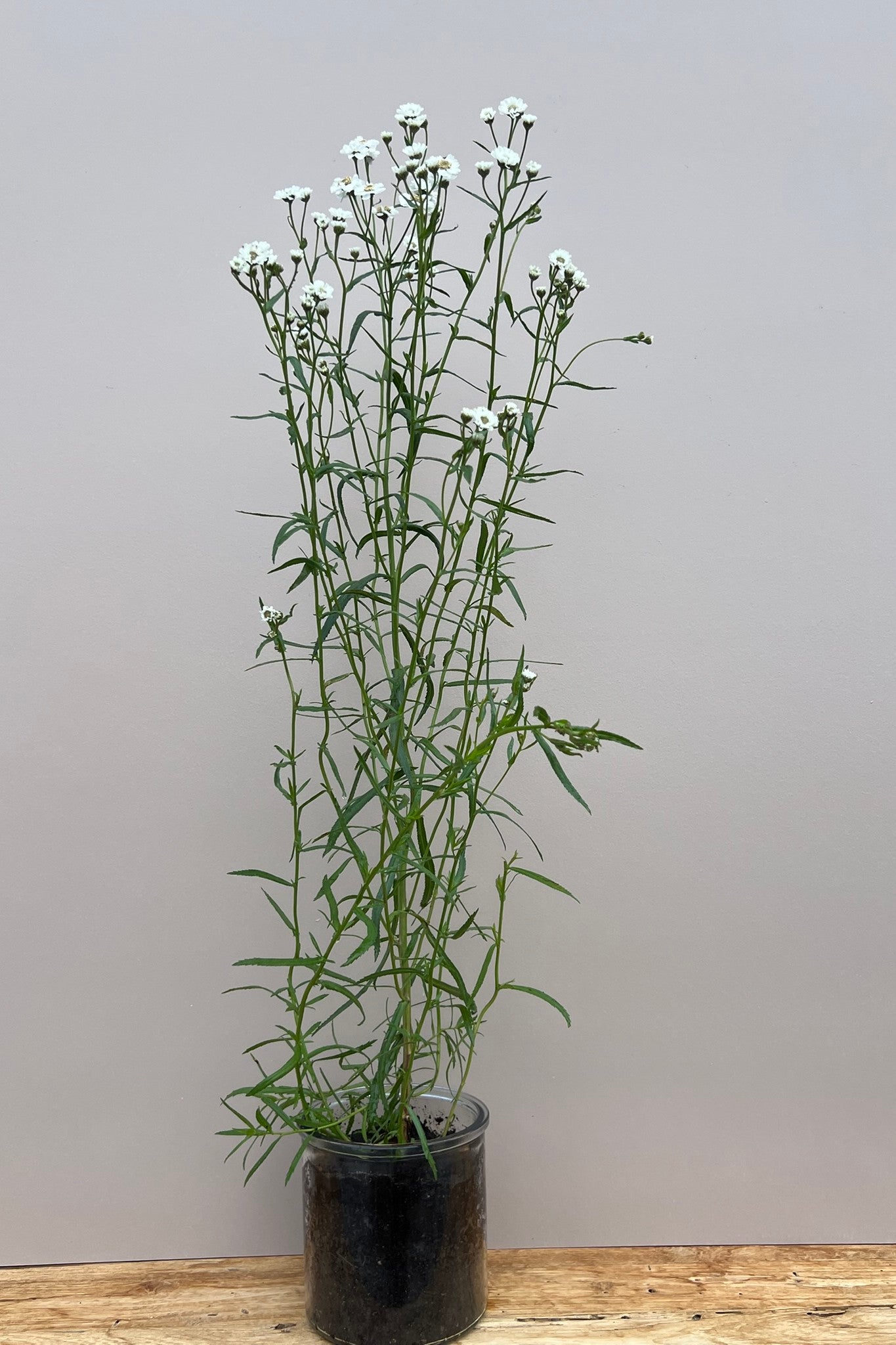 Nyserøllike ‘The Pearl’