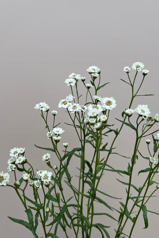 Nyserøllike ‘The Pearl’