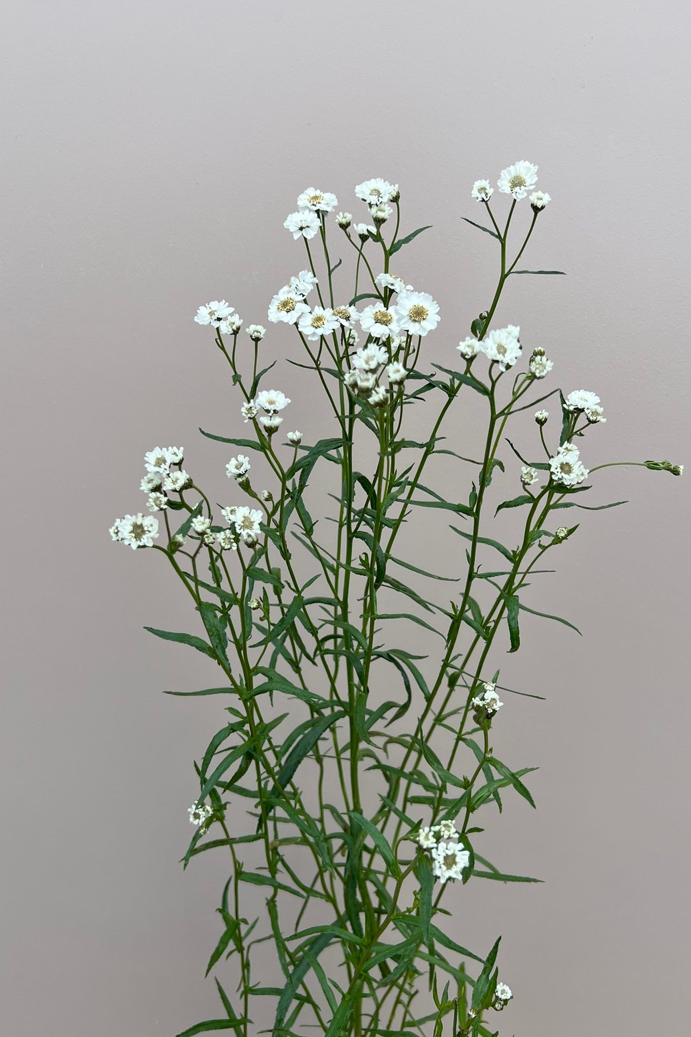 Nyserøllike ‘The Pearl’