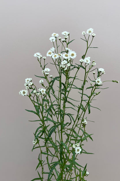 Nyserøllike ‘The Pearl’