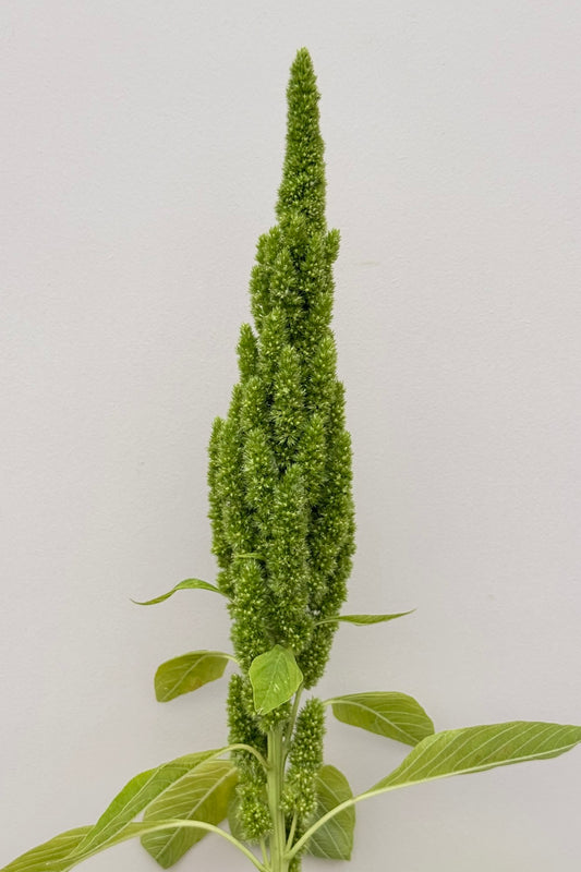 Amarant/Rævehale ‘Green Thumb’