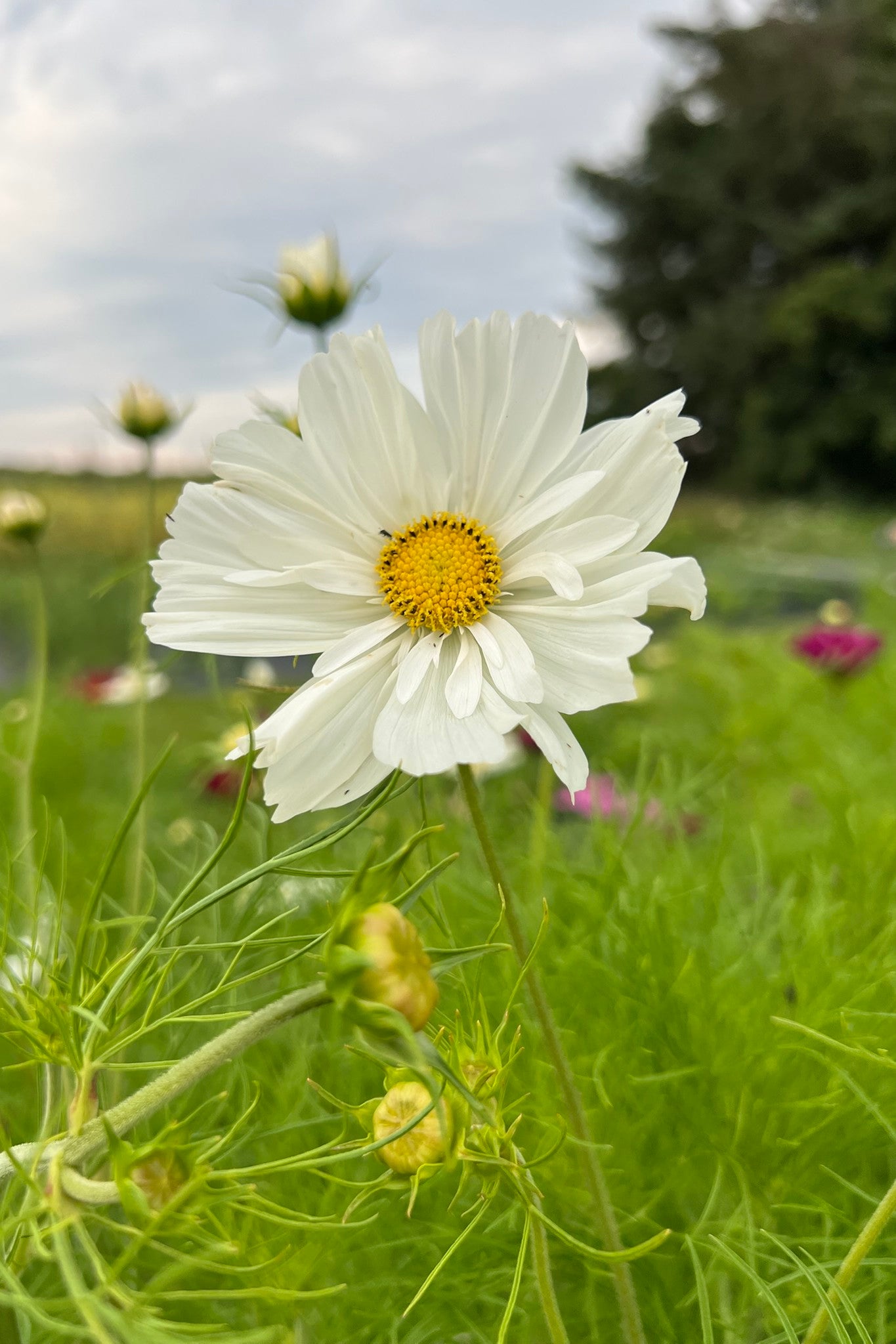 Stolt kavaler 'Fizzy White'