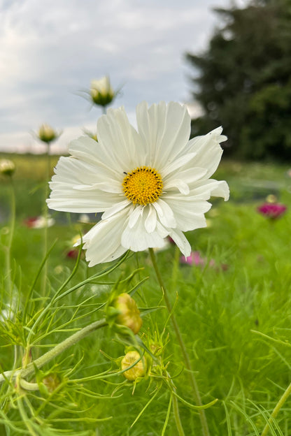 Stolt kavaler 'Fizzy White'