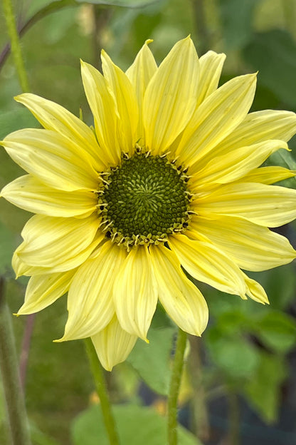 Solsikke ‘Italien Green Heart’