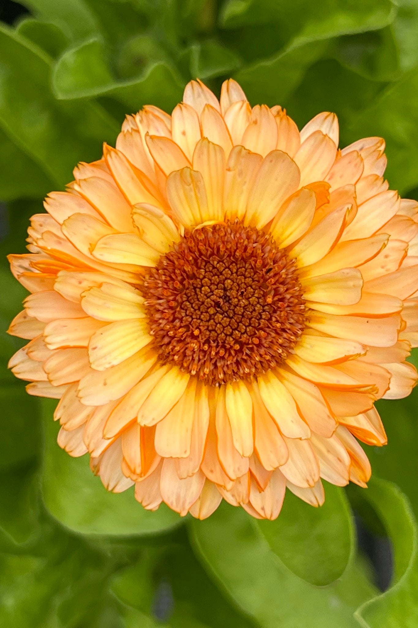 Morgenfrue 'Pink Surprice'