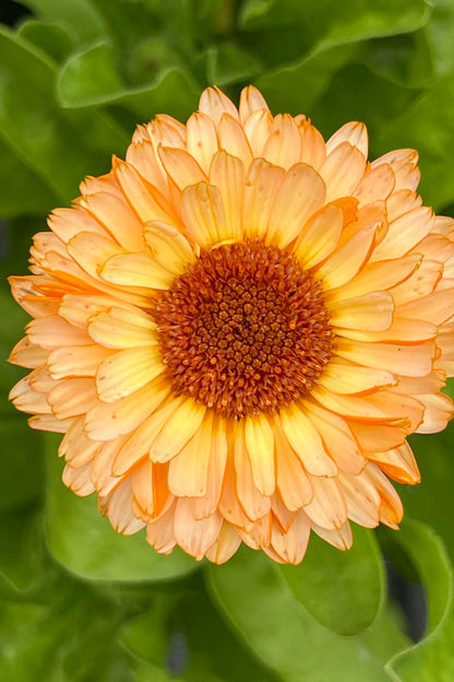 Morgenfrue 'Pink Surprice'