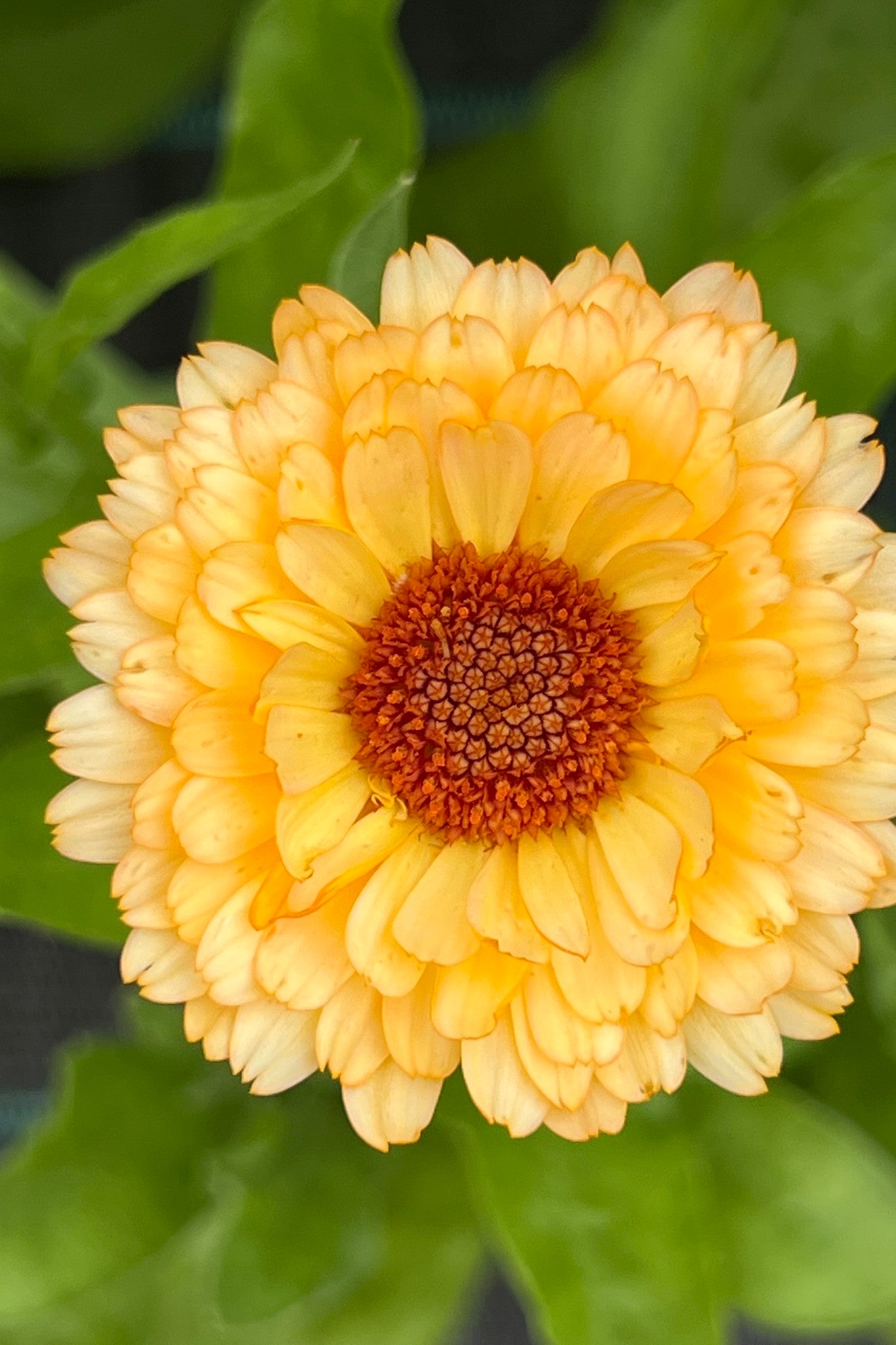 Morgenfrue 'Pink Surprice'