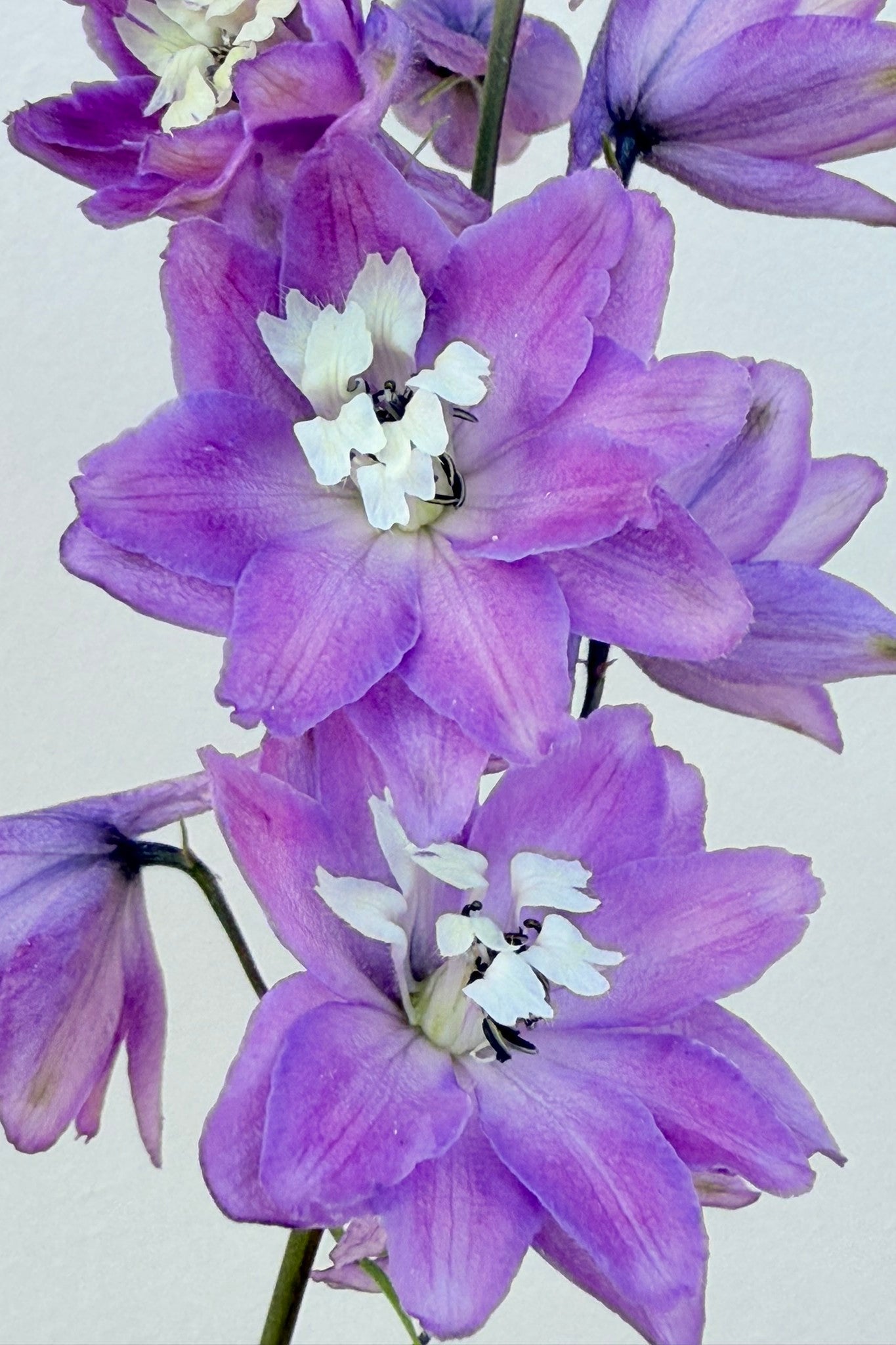 Ridderspore ‘Lilac Pink White Bee’