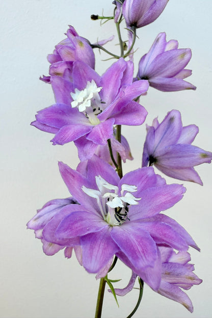 Ridderspore ‘Lilac Pink White Bee’