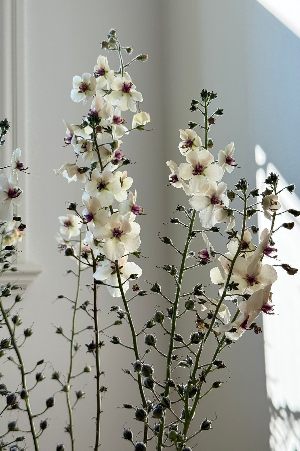 Kongelys 'White Blush' - frø