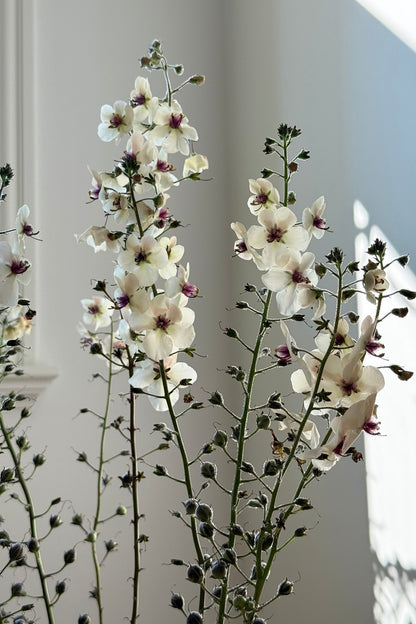 Kongelys 'White Blush' - frø