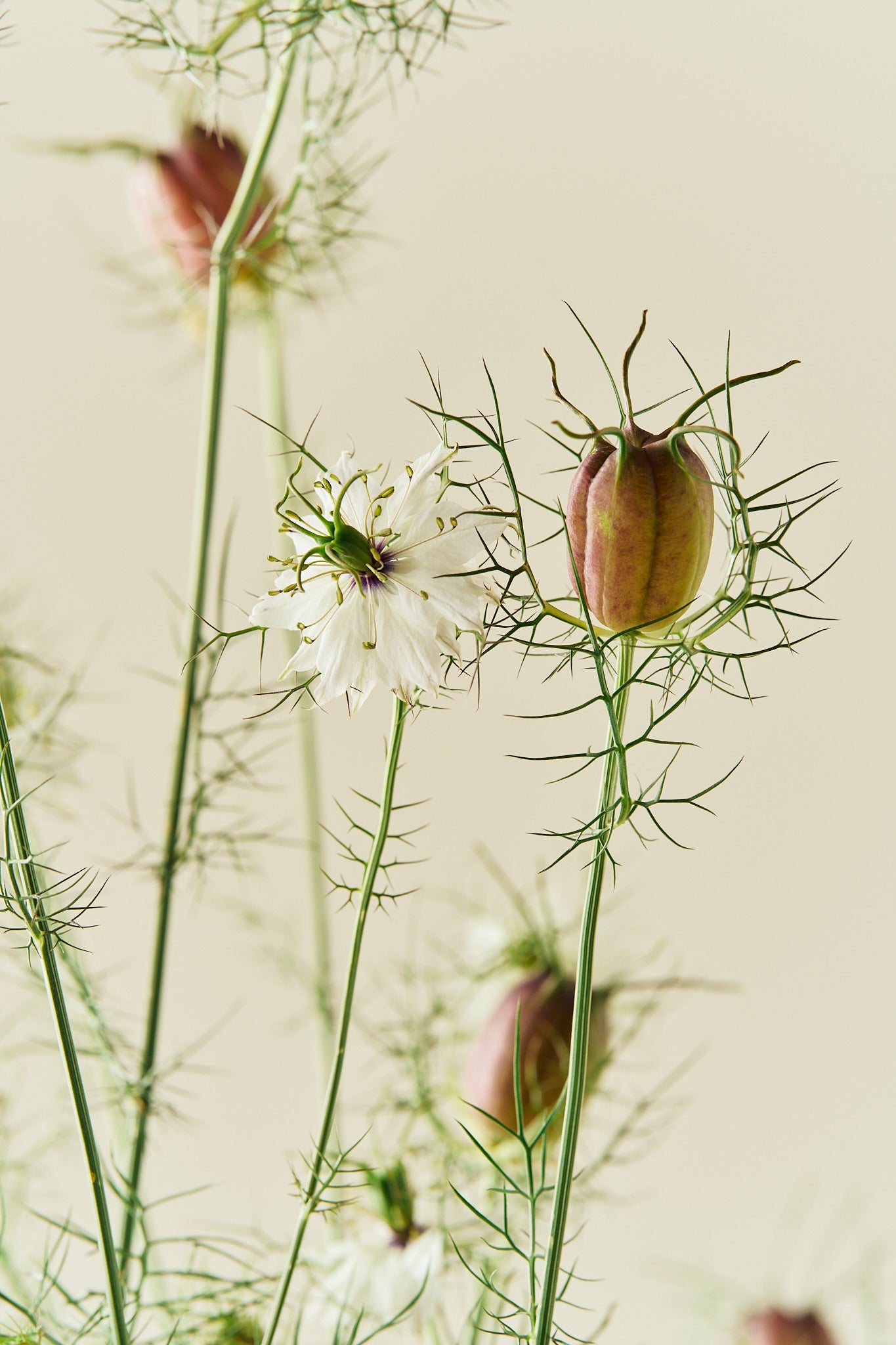 Jomfru i det grønne 'Albion Black Pod' - frø - 1-årige sommerblomster - til din skærehave her vist på billede 1 fra Frk. Grønt