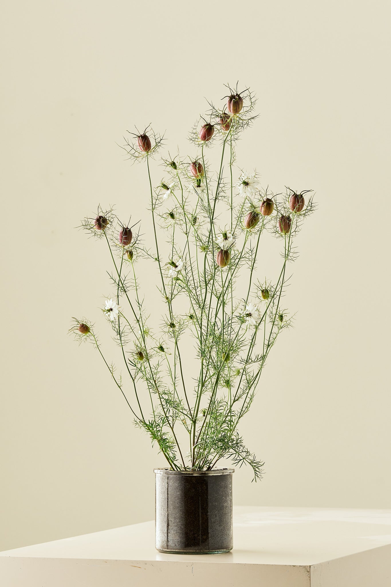 Jomfru i det grønne 'Albion Black Pod' - frø - 1-årige sommerblomster - til din skærehave her vist på billede 2 fra Frk. Grønt