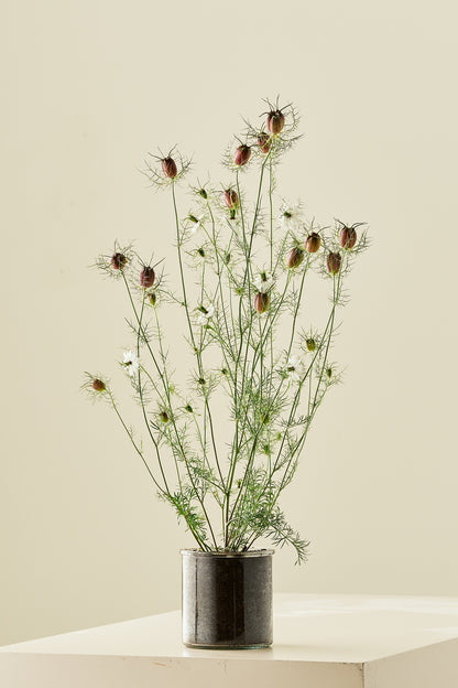 Jomfru i det grønne 'Albion Black Pod' - frø - 1-årige sommerblomster - til din skærehave her vist på billede 2 fra Frk. Grønt